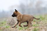 MALINOIS 883